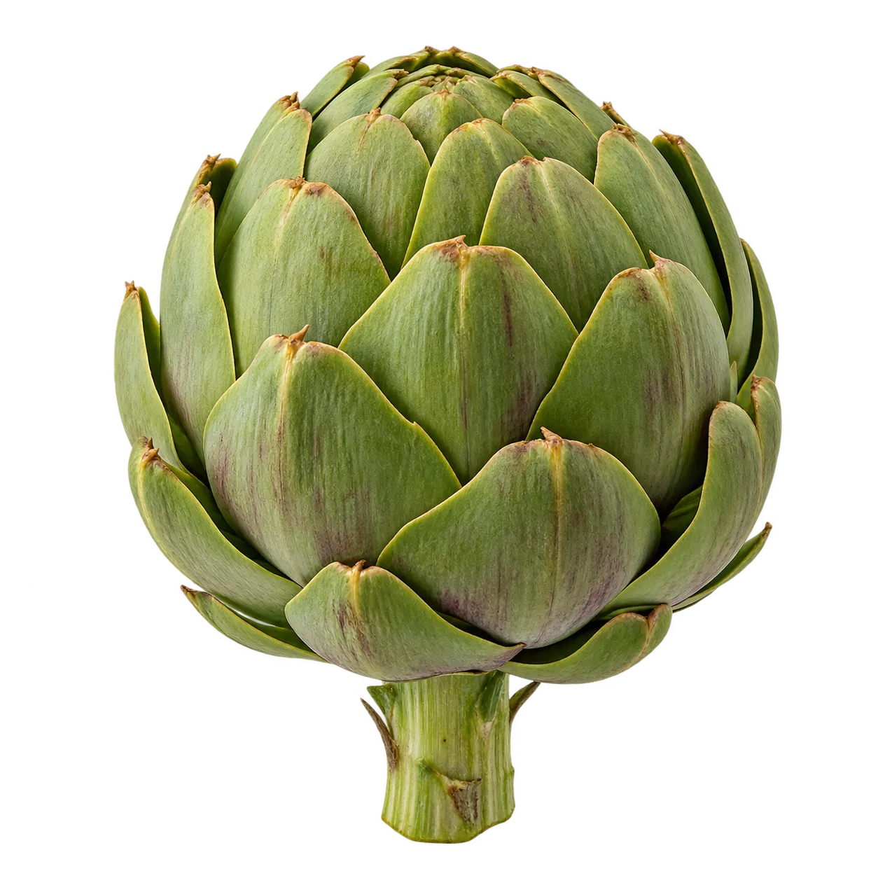 Artischocke