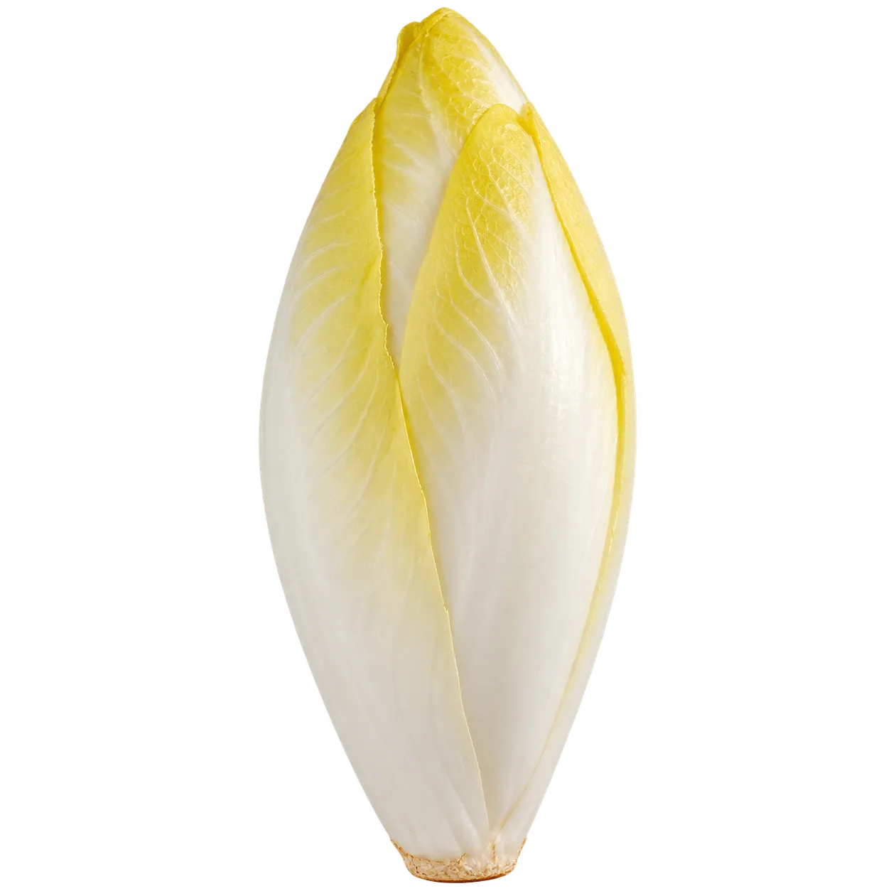 Chicorée