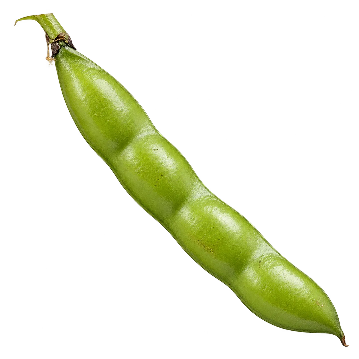 Dicke Bohne / Saubohne