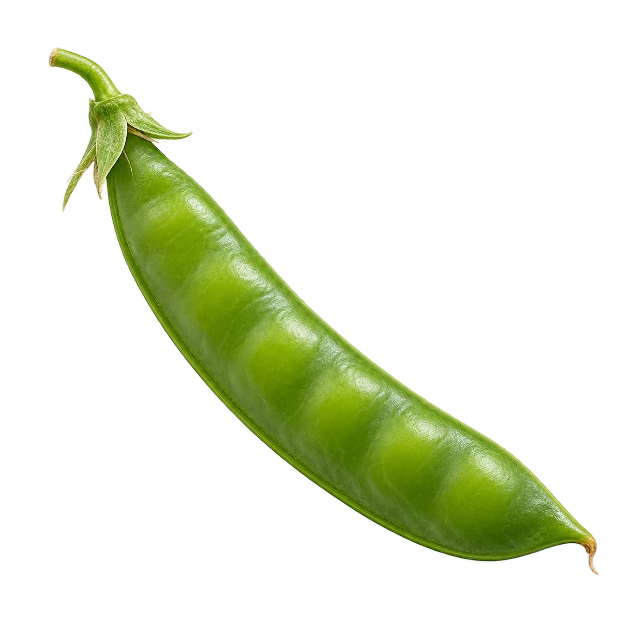 Erbse