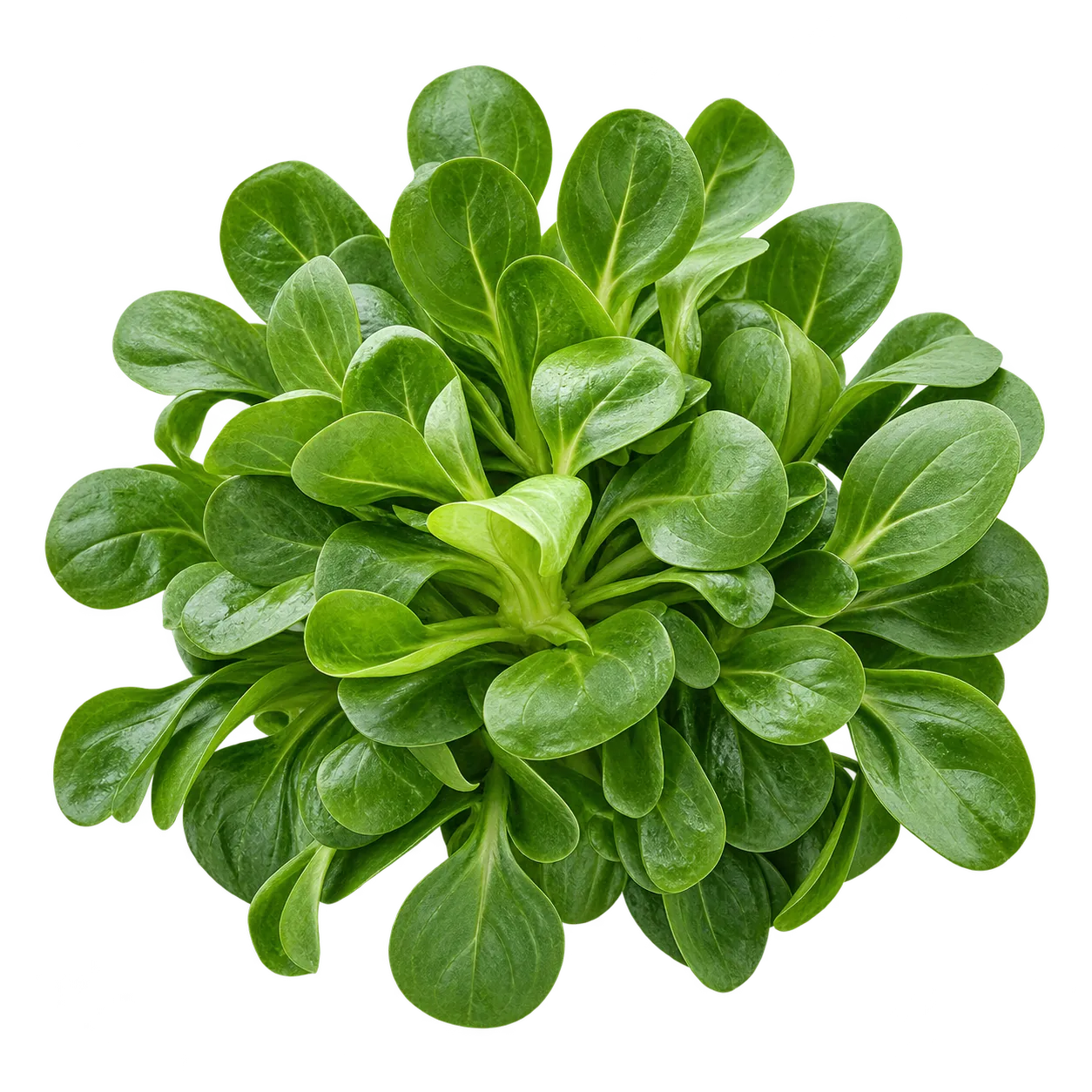 Feldsalat
