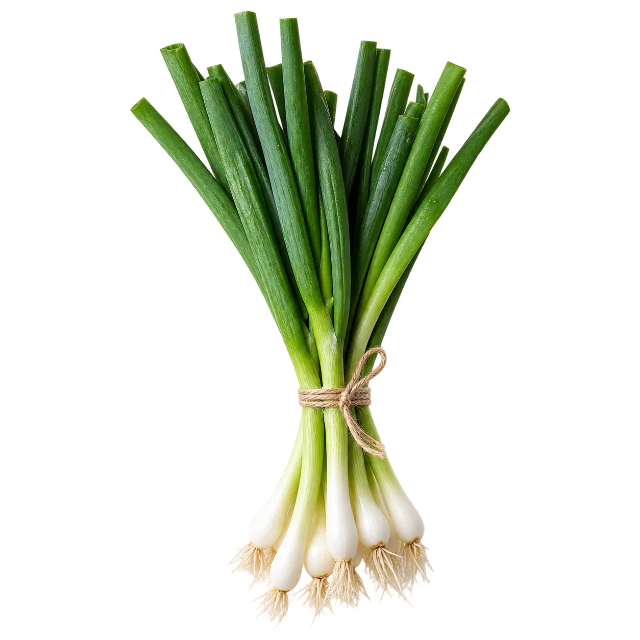 Frühlingszwiebel