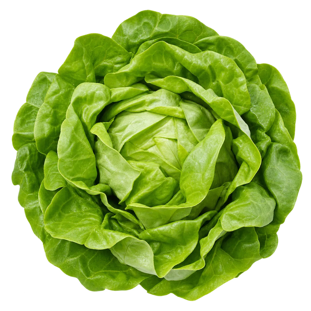 Kopfsalat