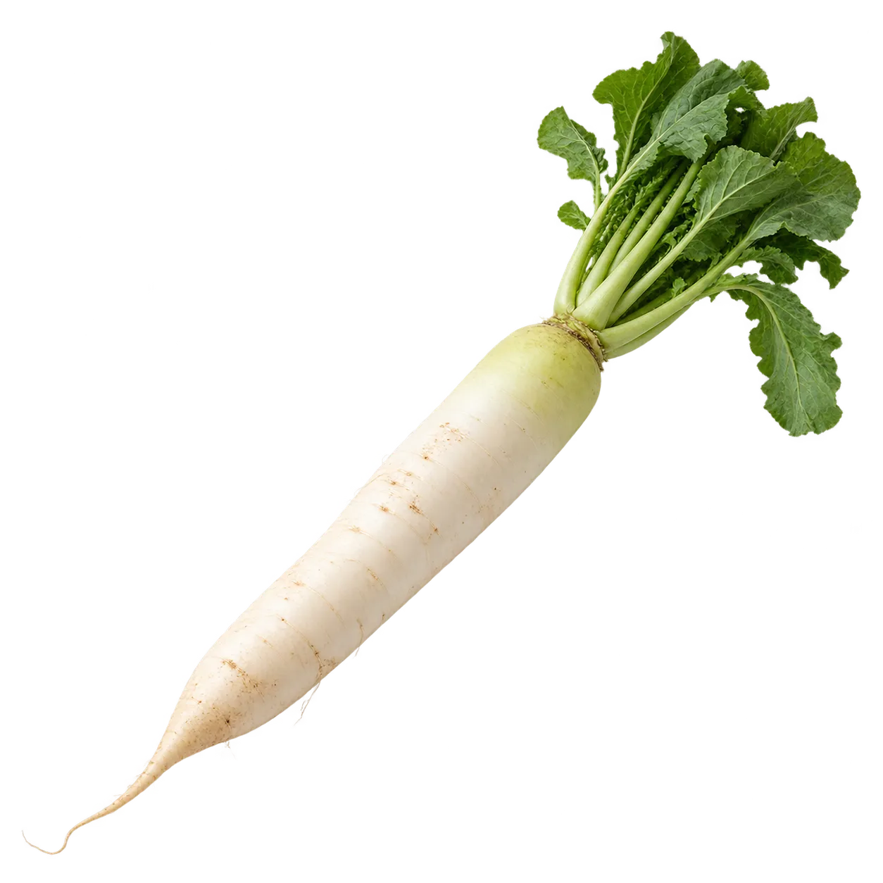 Rettich