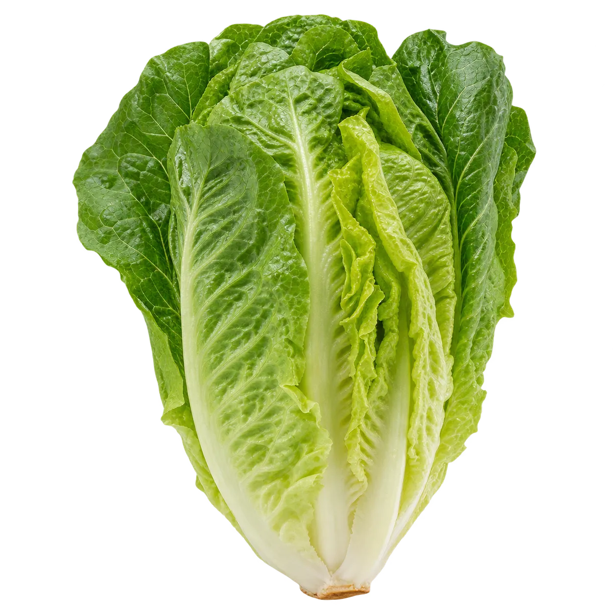 Römersalat