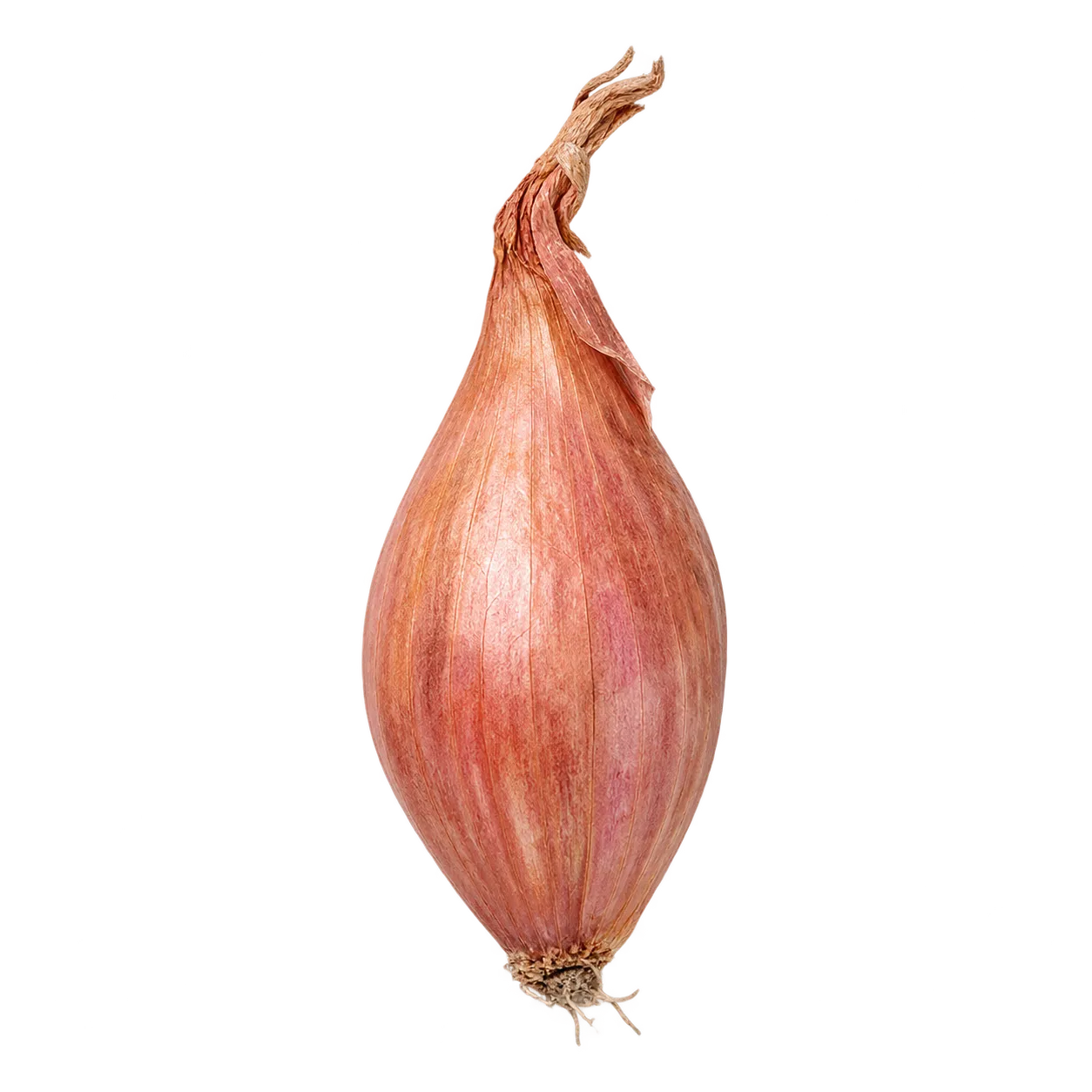 Schalotte