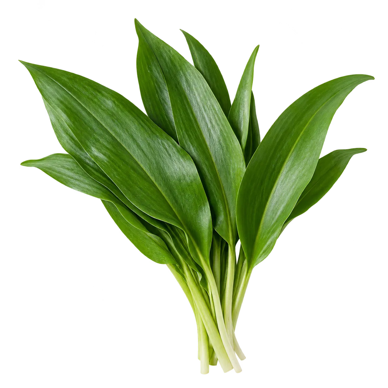 Bärlauch