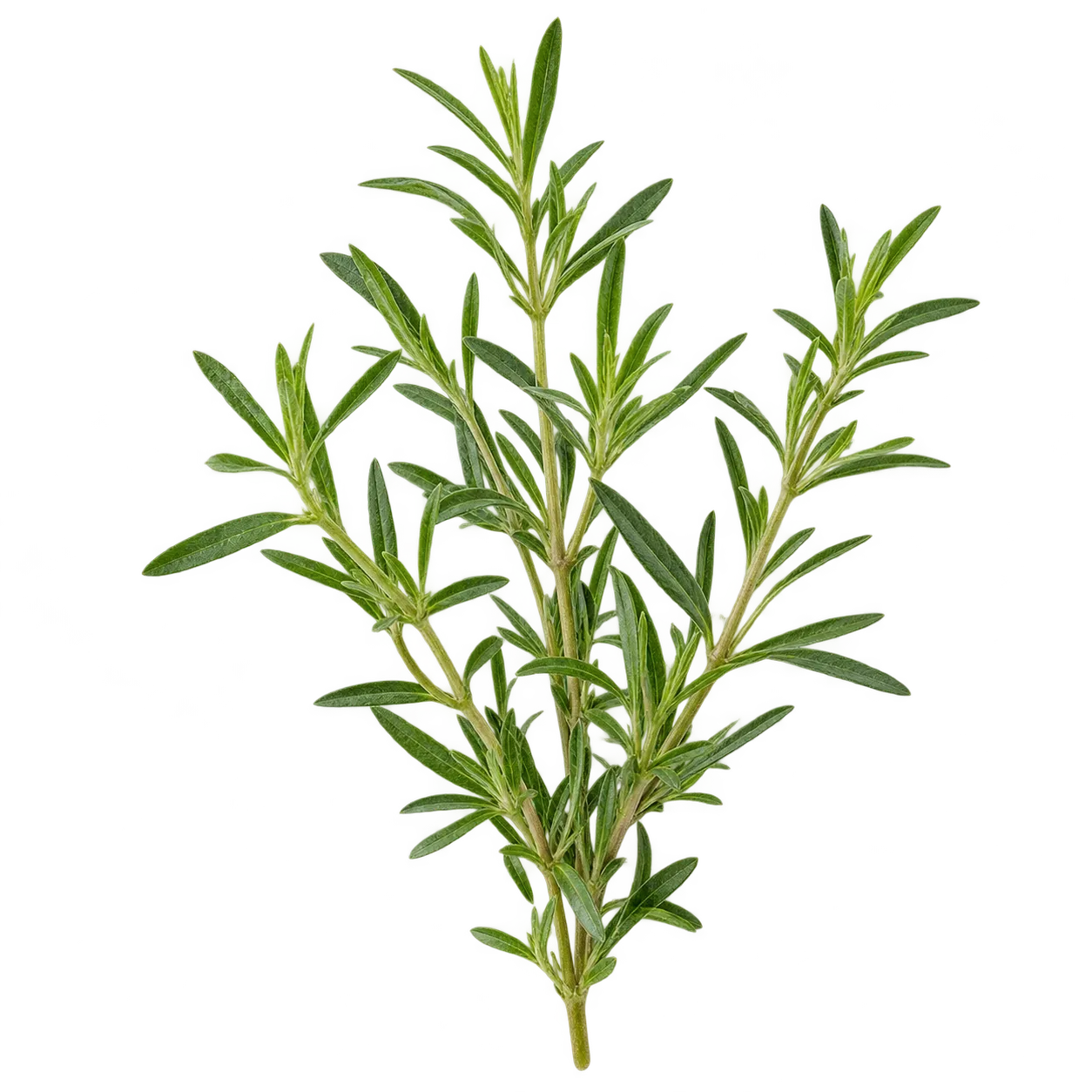 Bohnenkraut