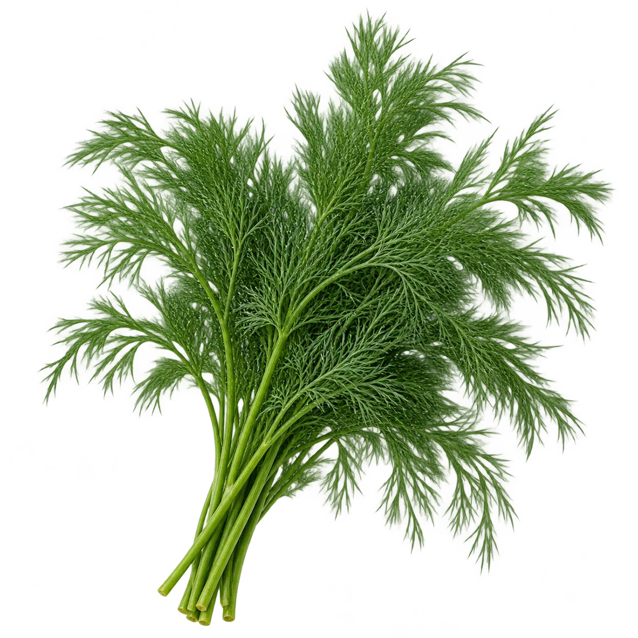 Dill