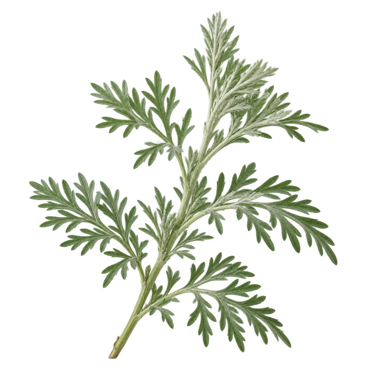Eberraute