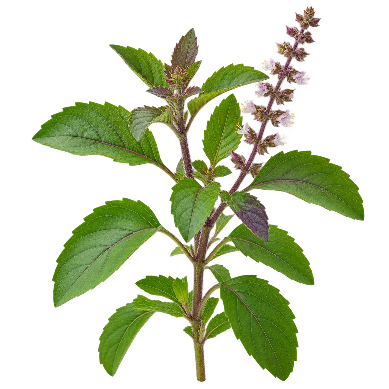 Heiliges Basilikum / Tulsi