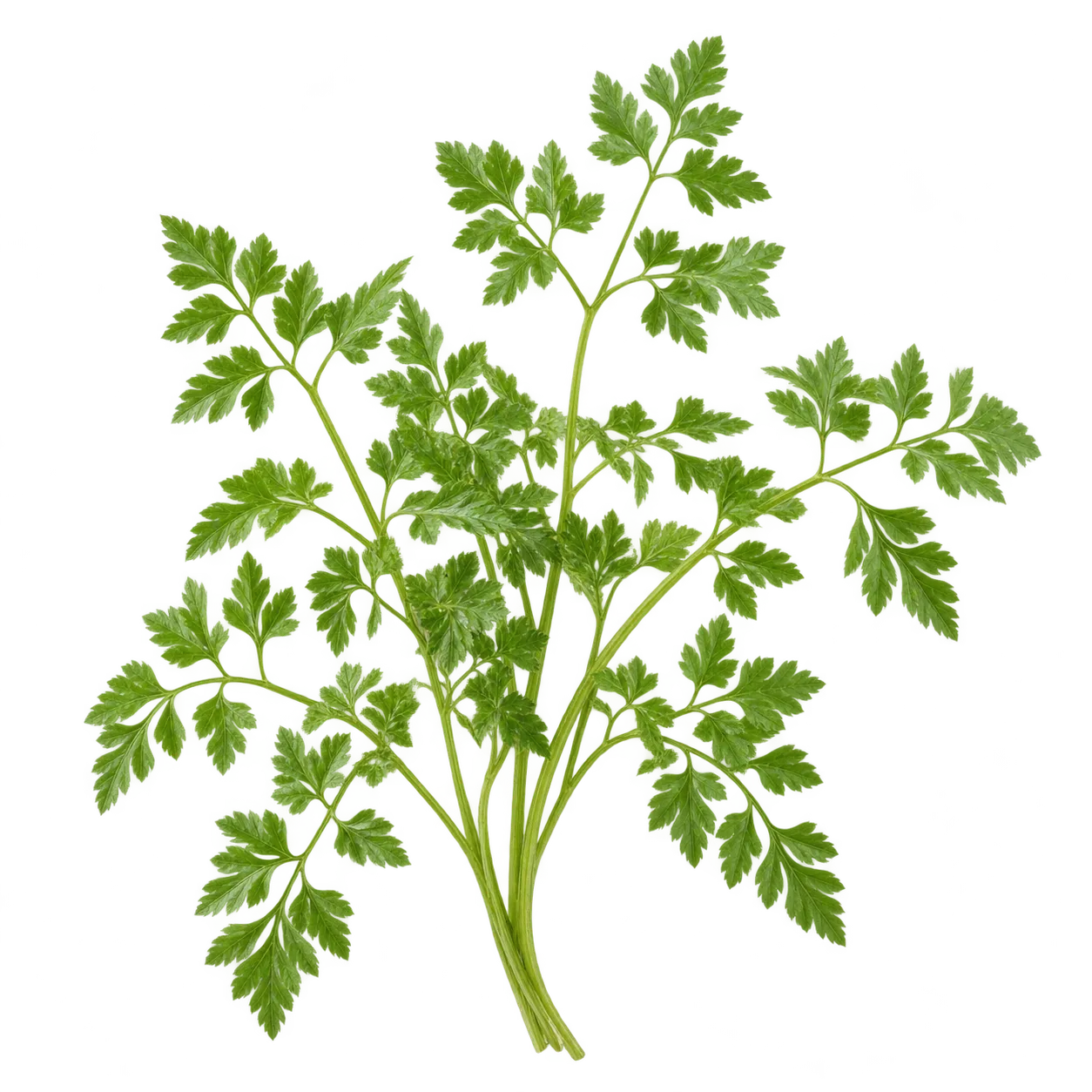 Kerbel