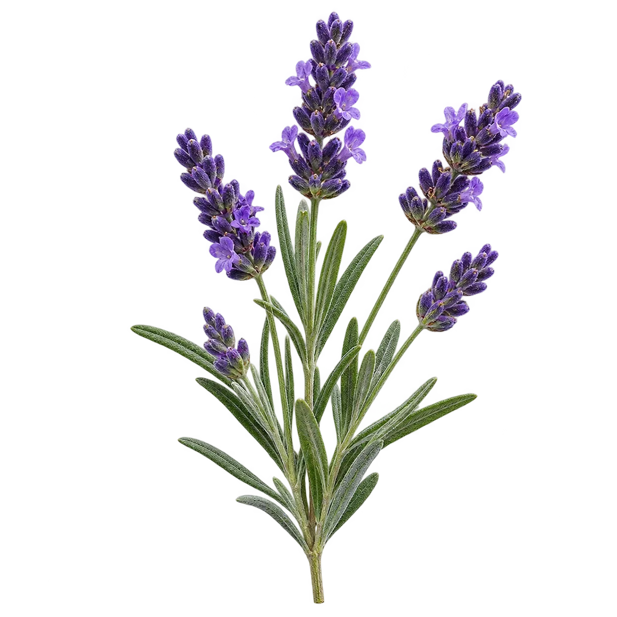 Lavendel