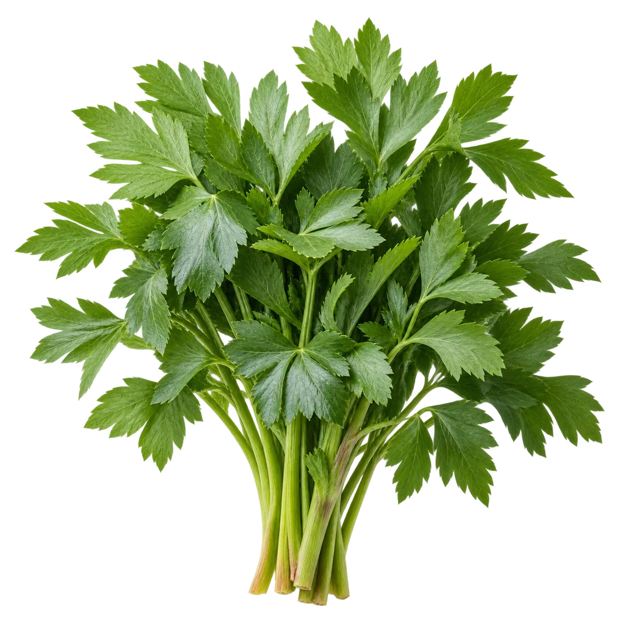 Liebstöckel