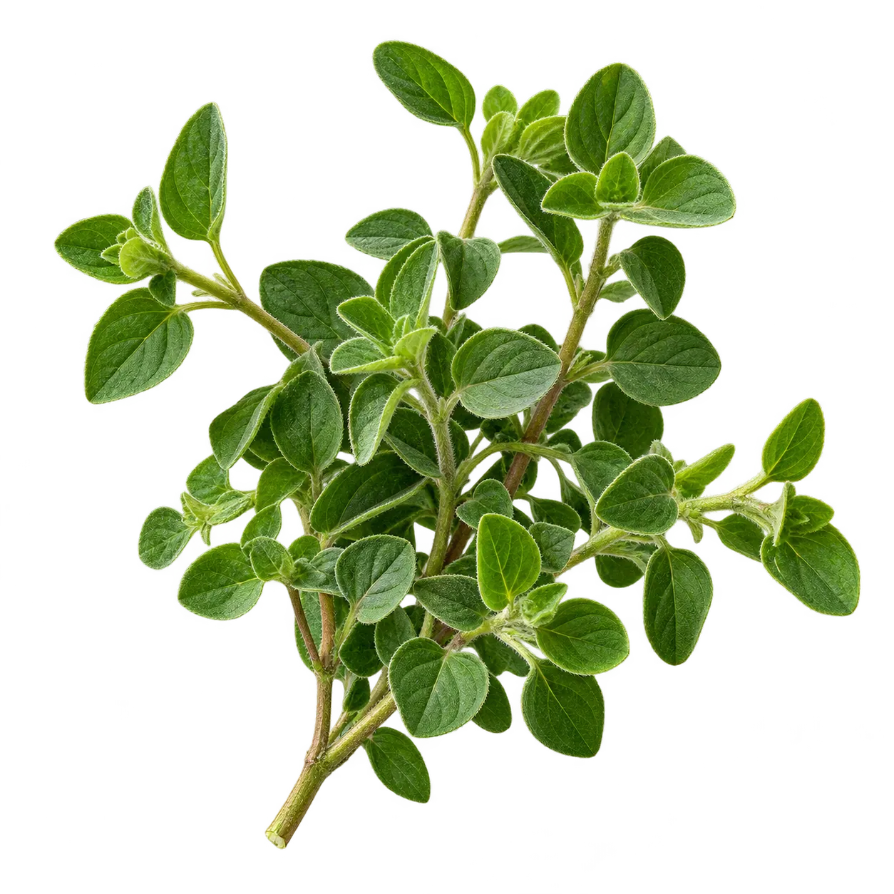 Oregano