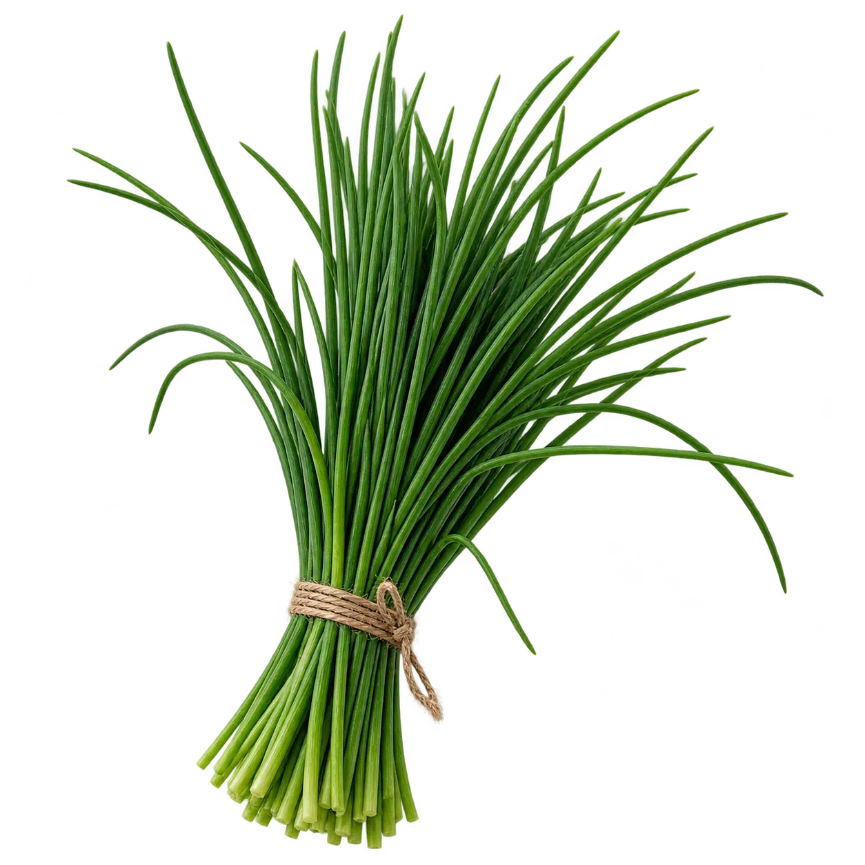 Schnittlauch