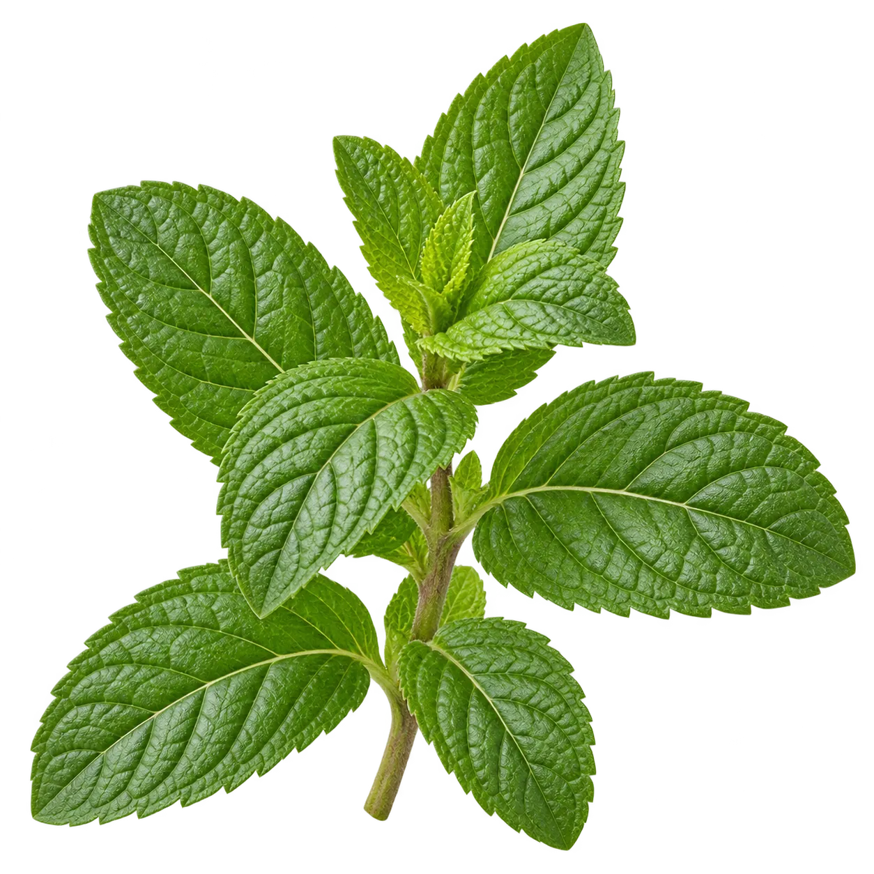 Shiso / Perilla