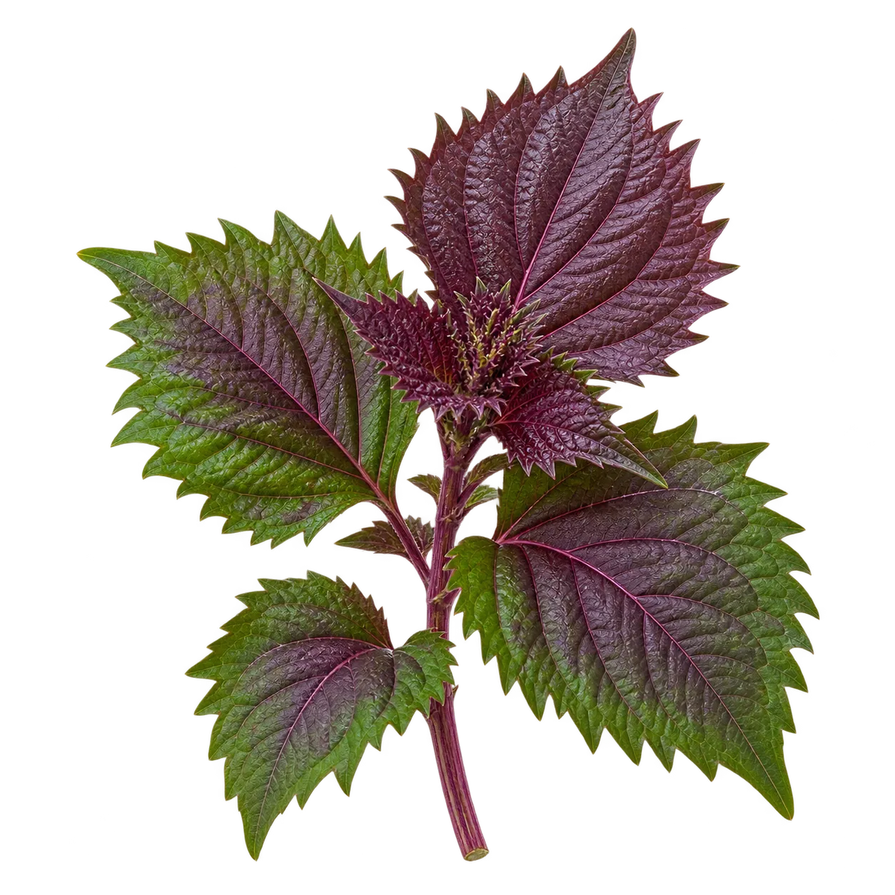Spearmint / Grüne Minze