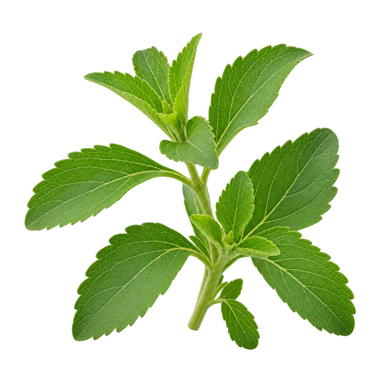 Stevia-Blätter