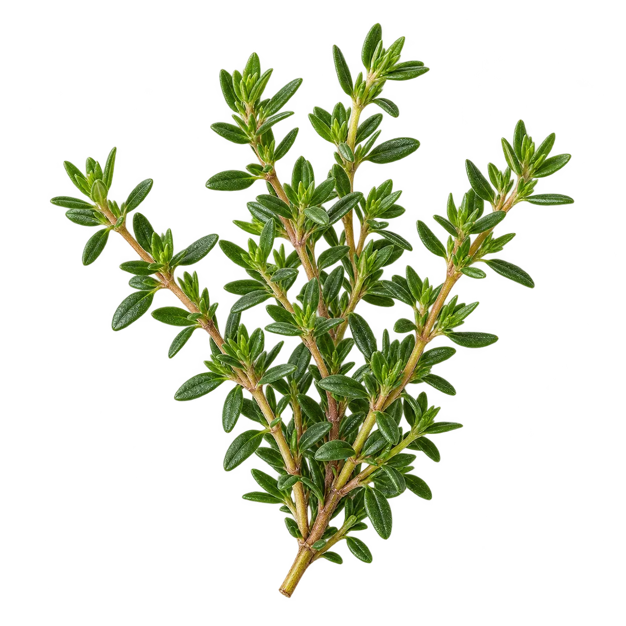 Thymian