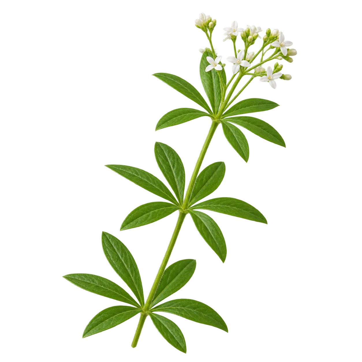 Waldmeister