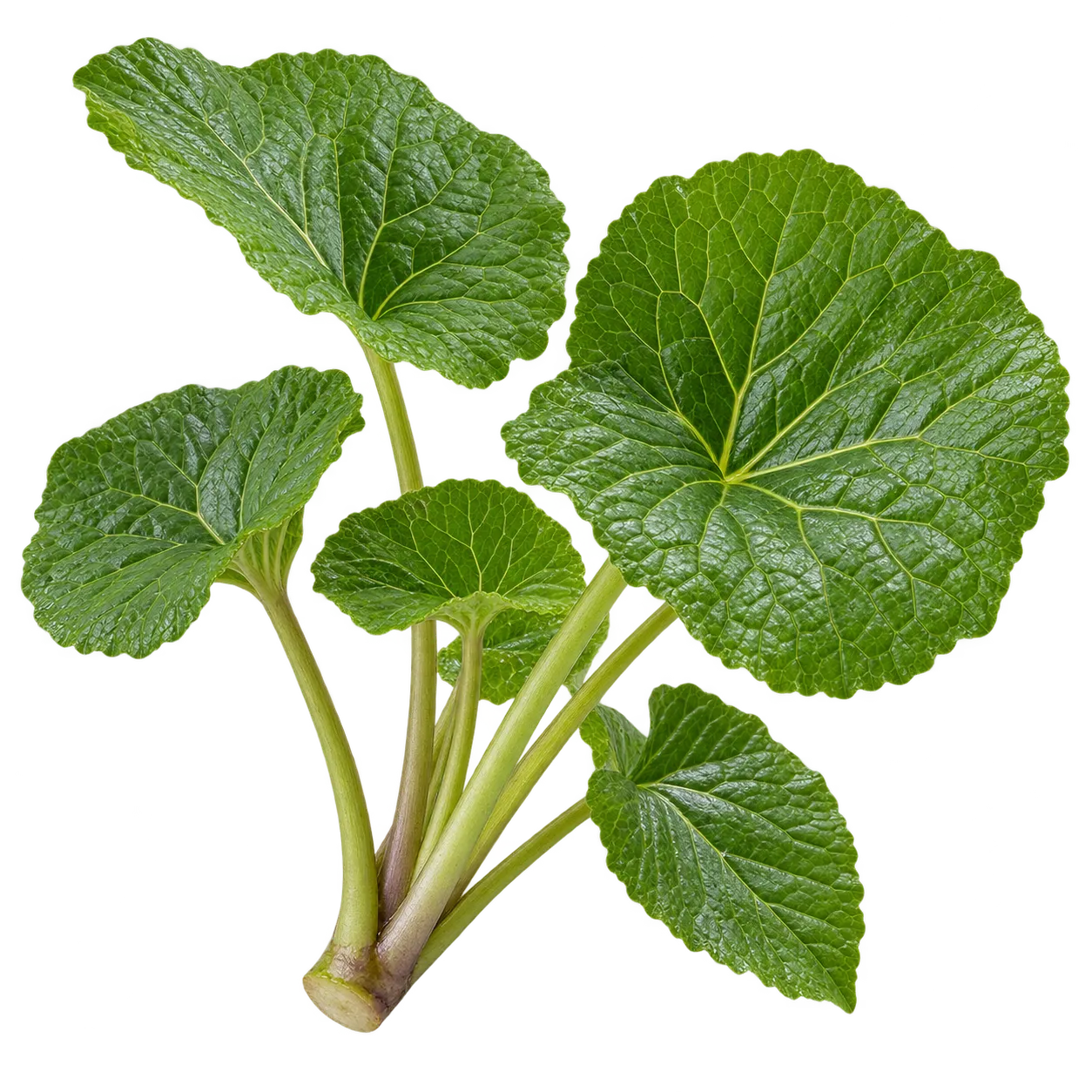 Wasabi-Blätter