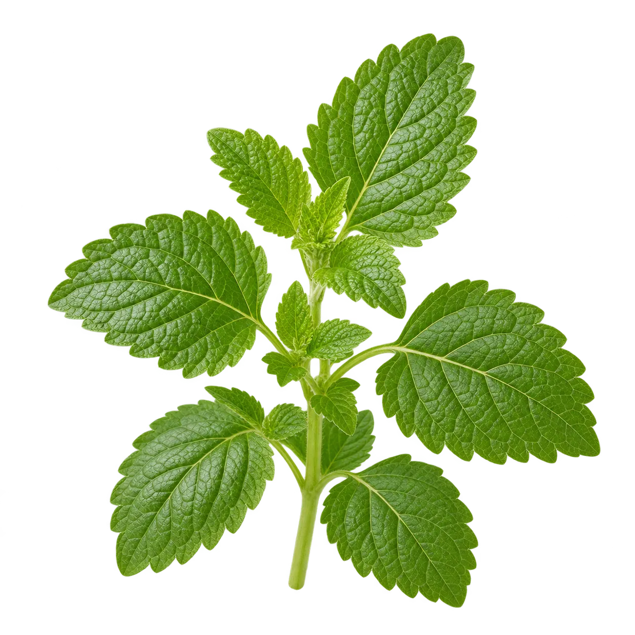 Zitronenmelisse